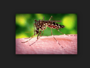 Dept. de Salud reporta 11 casos de Zika en Kent County