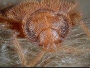 GR Sigue en lista de infestaciones de chinches