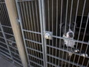 Un padre mata a hijo en una discusión por sacar el perro a pasear en Chicago