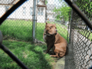 Fallece bebé mordida por “Pit Bull”