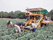 ICE arresta a indocumentados en granja de “blueberry”