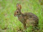 ¡Sé cómo la Liebre!