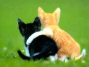 ¿Qué es acompañar?