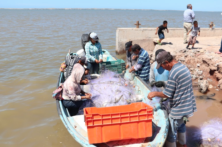 Arranca la captura del camarón