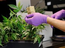 Michigan será el décimo estado en aprobar uso recreativo de marihuana