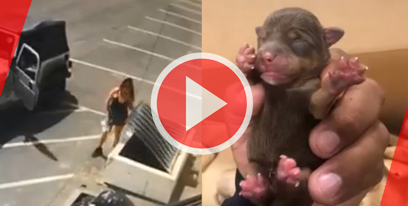 Mujer tira 7 cachorritos a la basura sin piedad