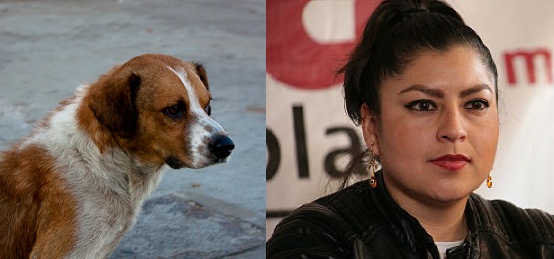 Diputada propone estrategia para eliminar todos los perros callejeros en México, afirma que son una molestia.