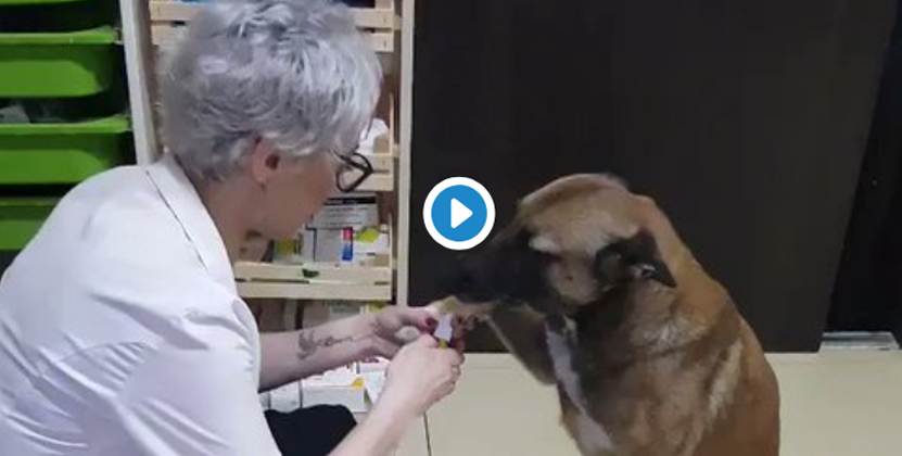 Perro herido acude a una farmacia, te sorprenderá el final