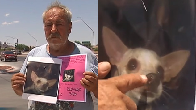 Hombre ofrece su casa como recompensa para encontrar a su perrita