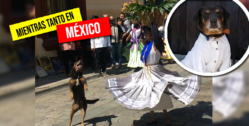 Galán canino en el festival de Oaxaca