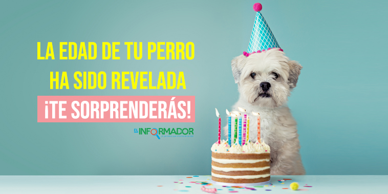 Descubren como calcular la verdadera edad de los perros