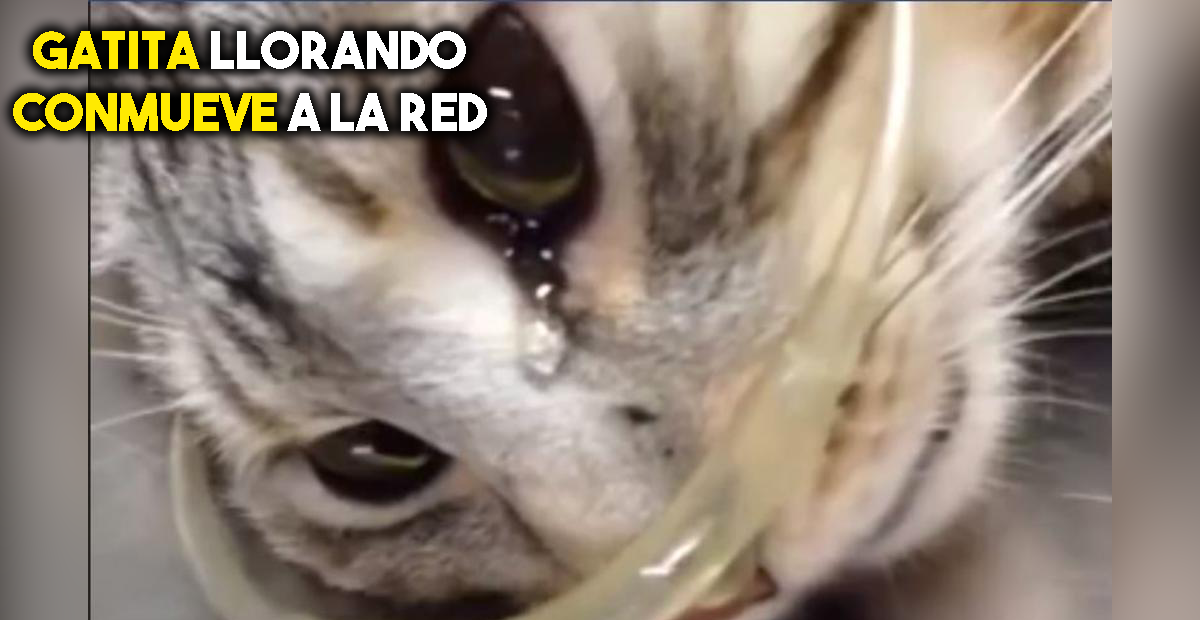 VÍDEO: Gatita llora cuando recibe atención médica después de una golpiza