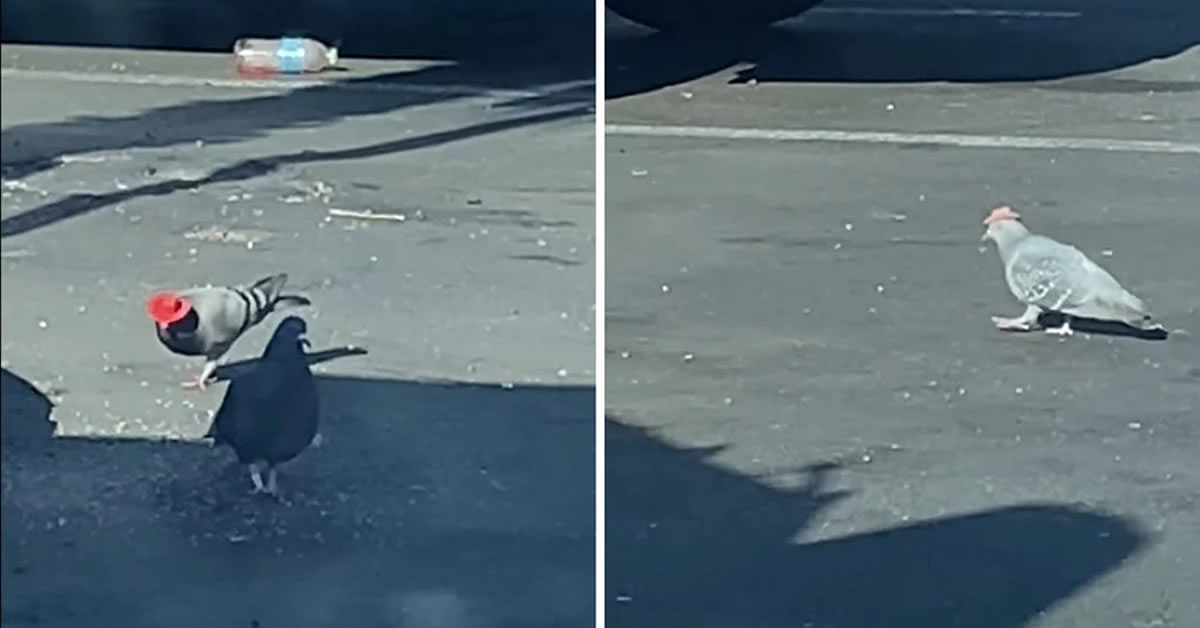¿Quién fue el gracioso que le puso sombrero vaquero a las palomas?