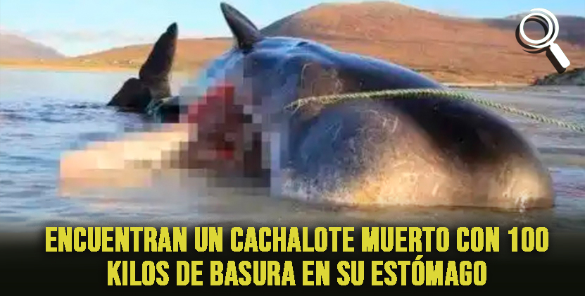 Cachalote muerto tenía redes y vasos de plásticos en el estómago