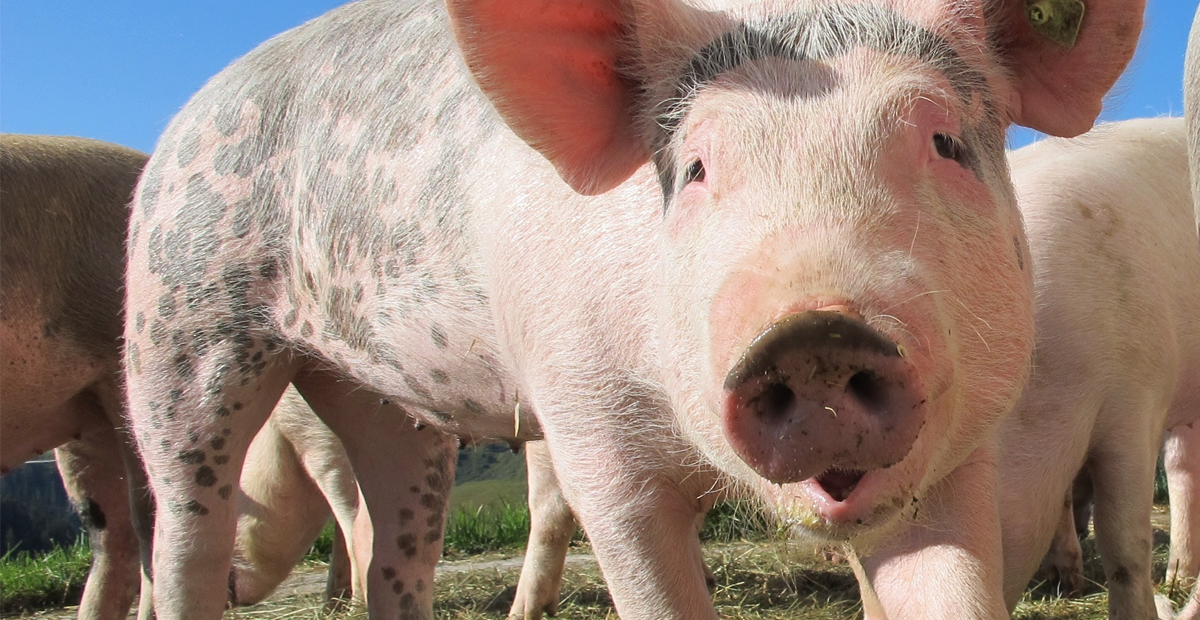 VÍDEO: Lanzan desde más de 50 mts de altura a un cerdo por un comercial