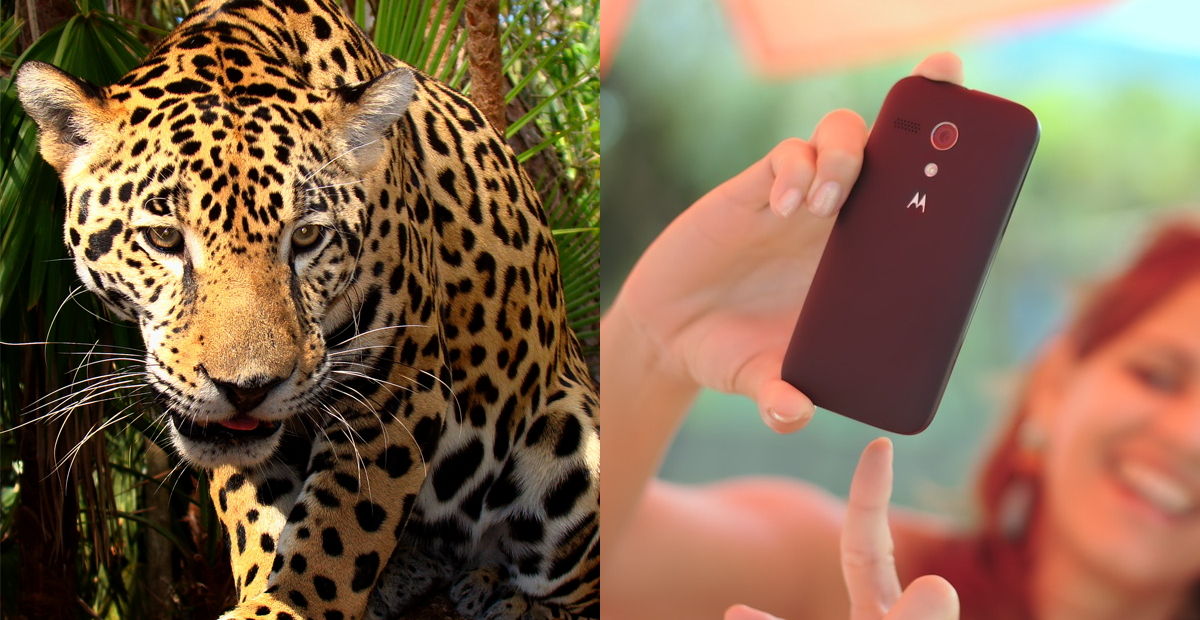 Por una ‘selfie’ termina con el brazo destrozado por un jaguar