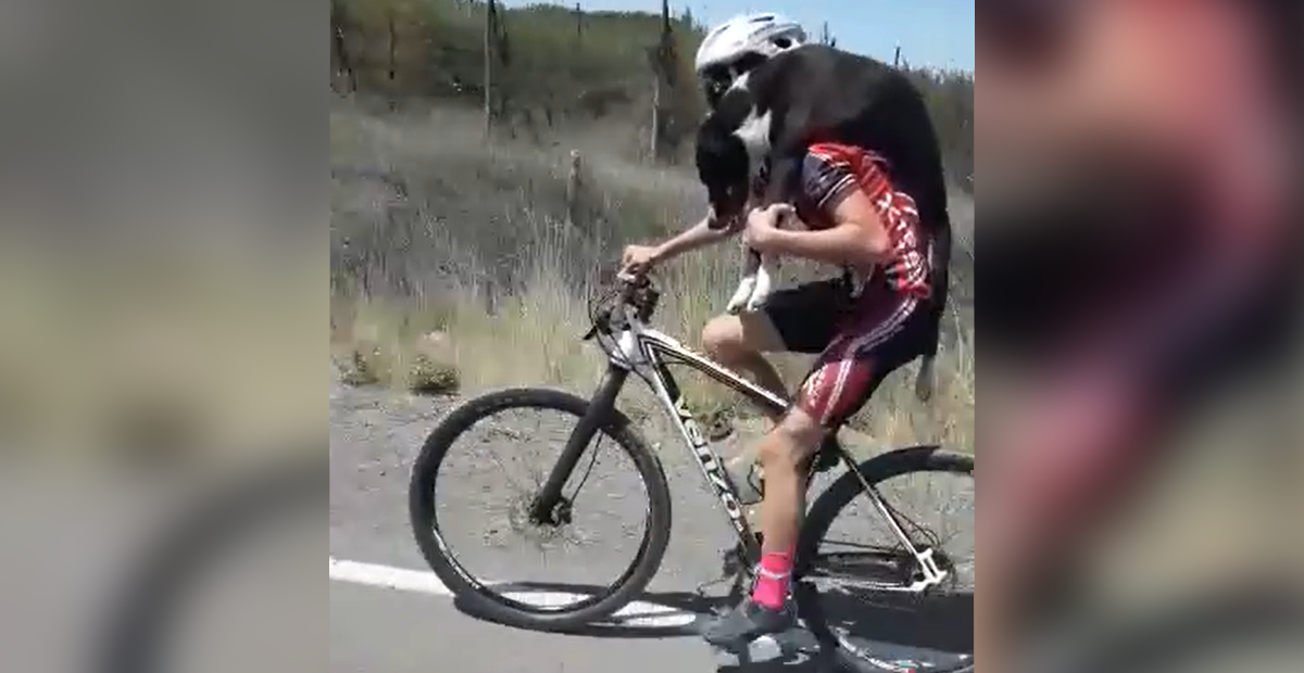 VÍDEO: Grupo de ciclistas rescatan a perrito de morir deshidratado