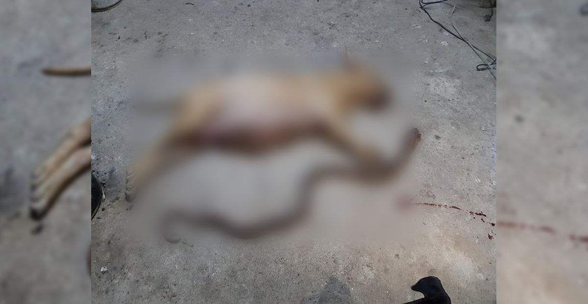 Perrita embarazada salva a sus amos de una cobra letal
