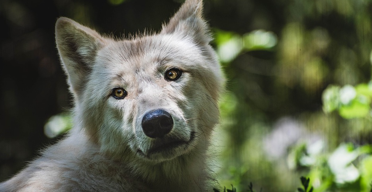 Hombre se lleva sorpresa al descubrir que su «perrita» era una loba auténtica