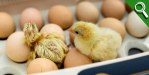 Triturados vivos: El terrible destino de los pollitos macho en la industria  avícola | PERIODICO HISPANO EN MICHIGAN - HISPANIC NEWS PAPER MICHIGAN