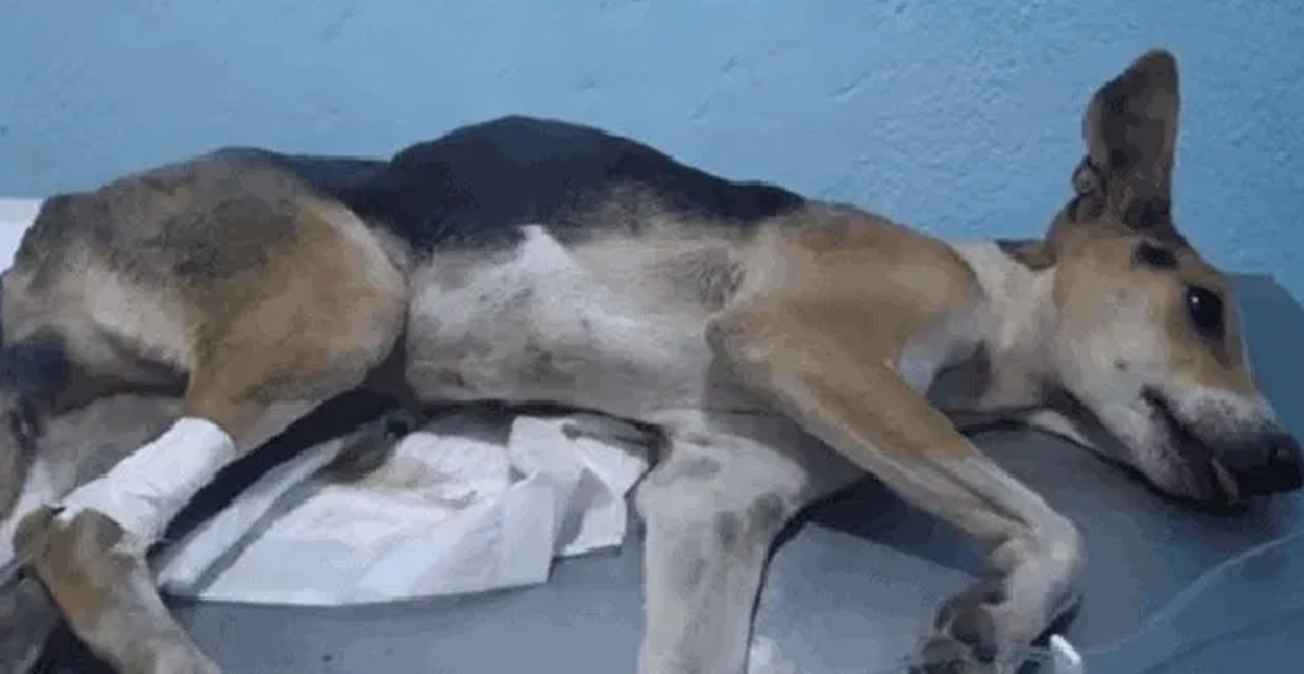 Perrito muere tras ser abusado sexualmente en México