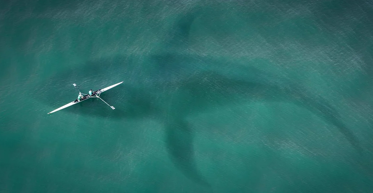 VIDEO: Surfista sobrevive a ataque tiburón al golpearlo repetidamente