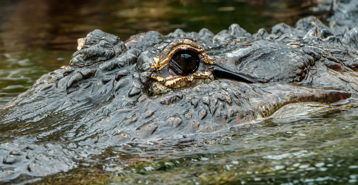 VIDEO: Indigente es devorado por cocodrilo en una laguna de México