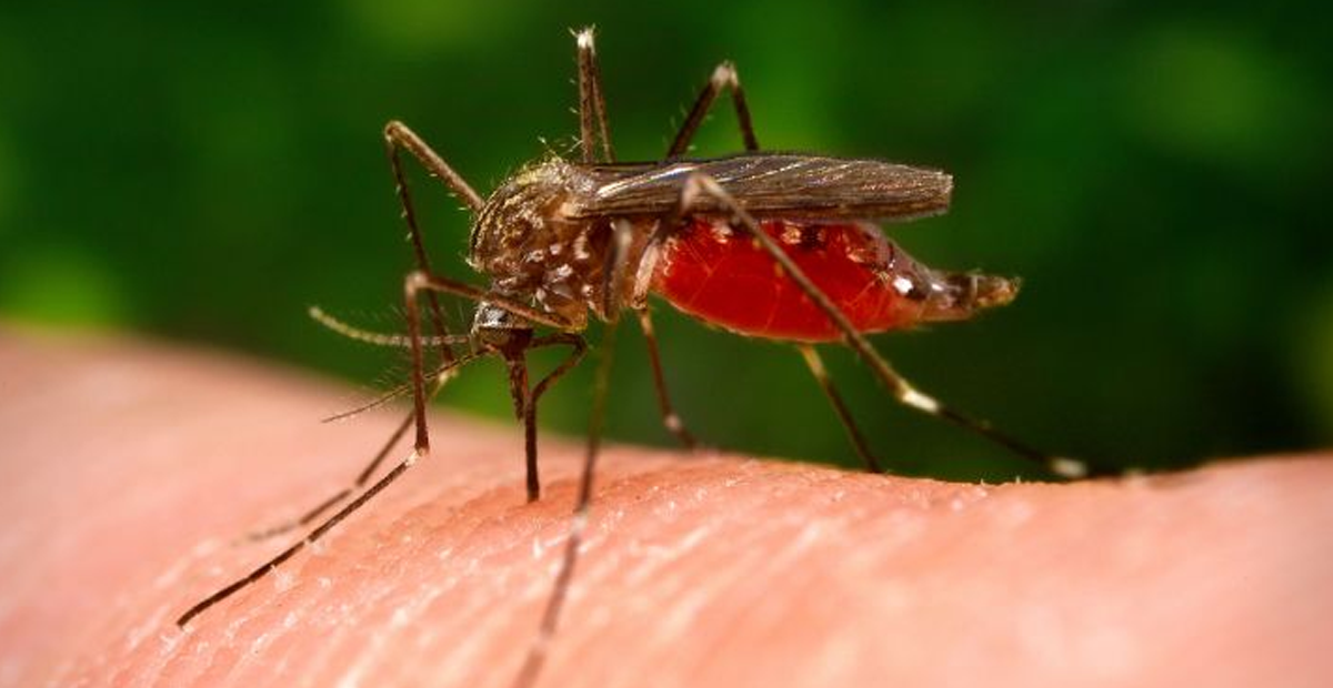 Encuentran mosquitos portadores del Virus del Nilo Occidental