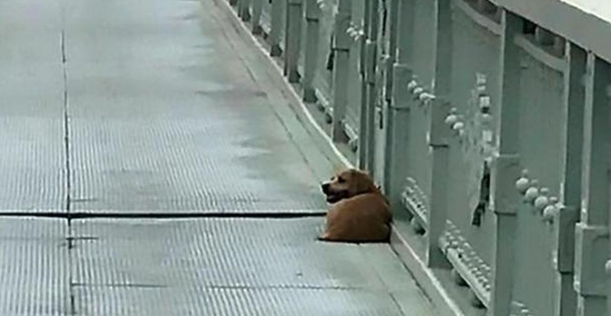 Fiel perrito espera por cuatro días a su dueño en el puente donde se suicidó