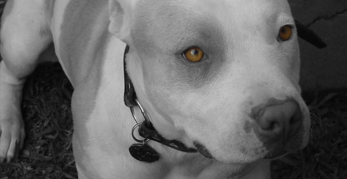 Joven ladrón entra a robar y es devorado por dos pitbull