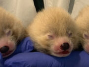 John Ball Zoo da bienvenida a cachorros pandas rojos