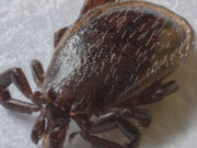Garrapatas de Asia capaces de clonarse se están propagando rápidamente