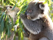 Regresan Koalas al bosque que fueron evacuados por los incendios en Australia