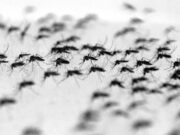 China reporta casos de dengue y de peste bubónica el mismo día
