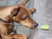 Corea del Norte confisca perros de mascota para enfrentar crisis alimentaria