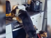VIDEO: Perritos trabajan en equipo para hacer travesuras