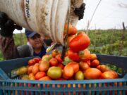 Trabajador agrícola latino, en alto riesgo de COVID y sin protección federal