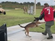 Polémica por vídeos de perros entrenados para atacar la camiseta de Kaepernick