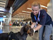 Perros entrenados para detectar COVID-19; presentan 100% de efectividad aun en asintomáticos