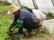 Defensores de Trabajadores Agrícolas y Latinos presentan apoyo a orden de salud