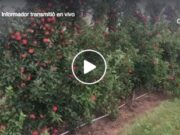 La manzana lista para la pizca, una de las fuentes de trabajo más grandes para los hispanos en Michigan