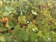 Los campos de uva en Michigan conoce un poco de lo qué hay antes de que lleguen al supermercado o sean convertidas en vino
