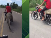 Jóvenes capturan a cocodrilo y lo graban en motocicleta