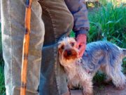 Abuelitos son más felices si tienen una mascota