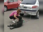 Mujer amarra a perrito a su coche y lo arrastra por calles de Argentina