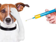 Desarrolla Rusia vacuna anti-C0VID para mascotas