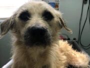 Muere Demetrio, el perrito al que le amarraron pirotecnia a los genitales y atropellaron