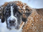 ¿Puede dormir mi perro fuera con el frío?