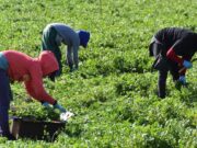 Legisladores hispanos urgen priorizar vacunación de campesinos
