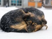 Si tienes mascotas protégelas del frío ellos también merecen ser cuidados
